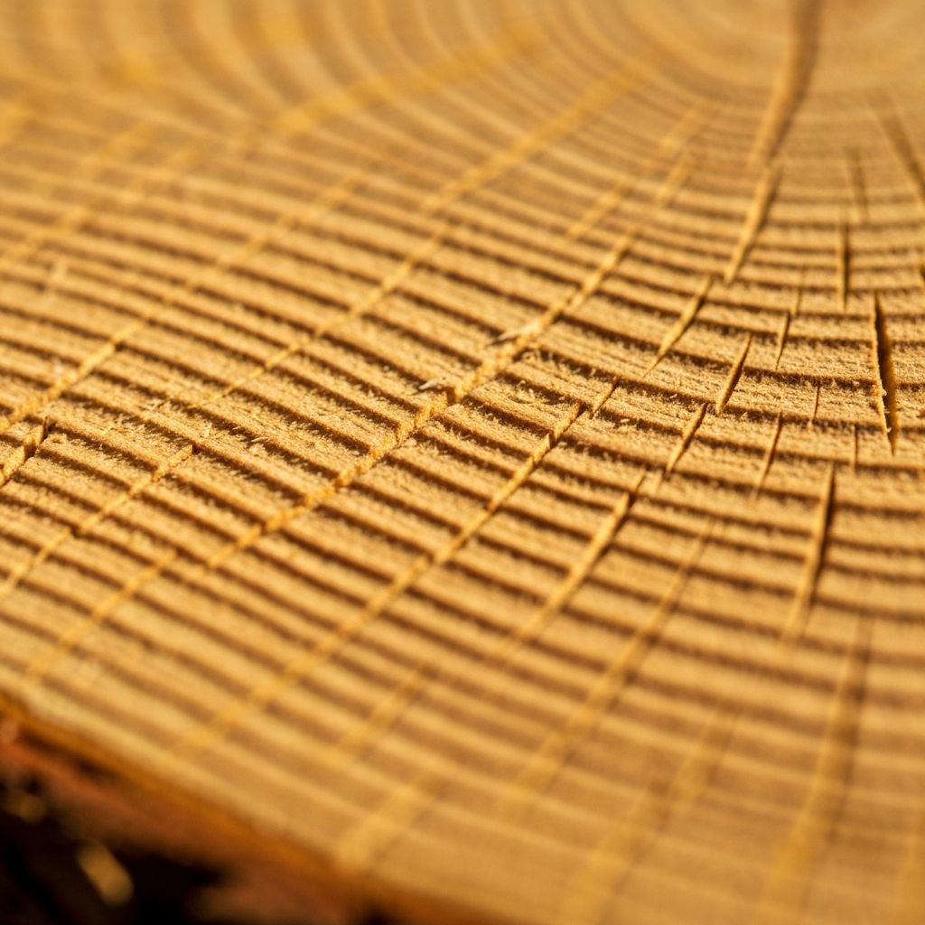 Спил сосны крупным планом